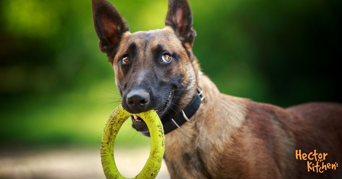 Race De Chien Les Plus Intelligent